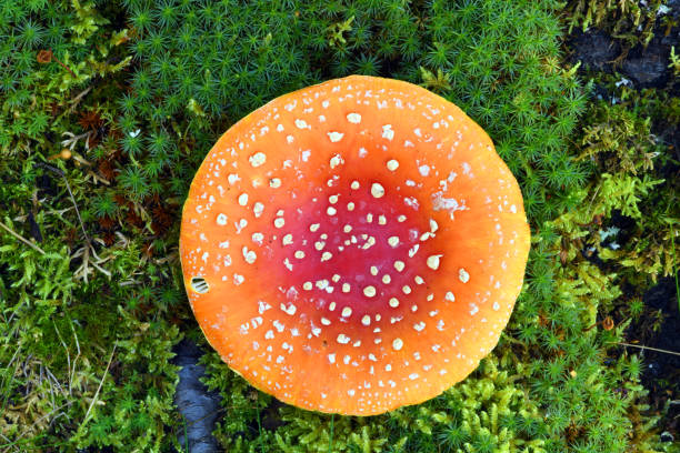 mushroom fly agaric close-up in a pine forest. photo