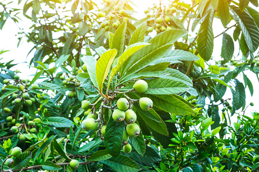 loquat fruits in twig with leaves in plant