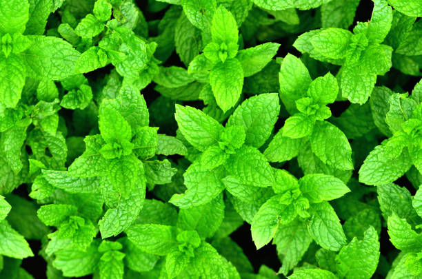 istock Fresh mint plant grow at vegetable garden texture background. 1273400346
