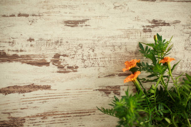 Copyspace of bunch of orange marigolds left on a rustic wooden table during spring.