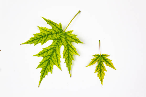 Two leaves of Silver Maple tree (Acer Saccharinum) isolated on white background. One leaf small  and one leaf big.