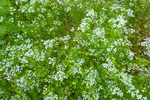 White flowering shrub Spirea arguta also known as Brides wreath growing over a limestone wall