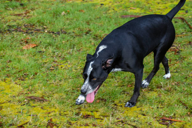 Dog with a stick playing on the grass