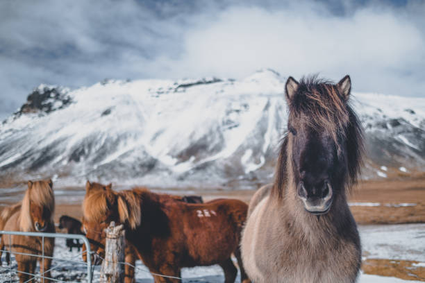 islândia - horse iceland winter snow - fotografias e filmes do acervo