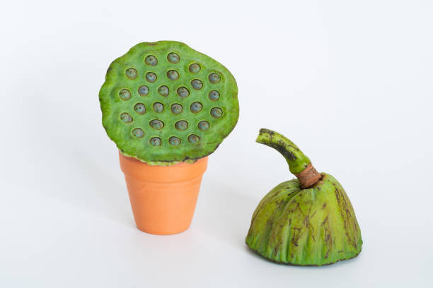 Lotus seed on white background. Natural herbs.
