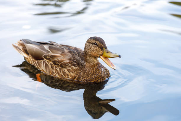istock wild duck in nature with an open beak. horizontal frame 1273404798