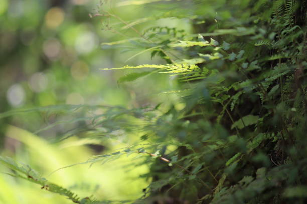 Fern leaves that shine in the light