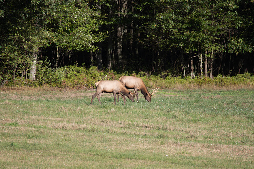 Photograph of two young bull elk grazing at the edge of the woods in late August in Pennsylvania.