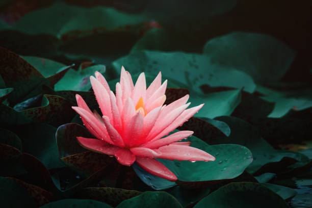 istock Lotus blooming in summer pond 1273408087