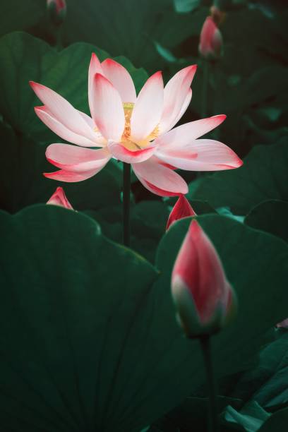 istock Lotus blooming in summer pond 1273408104