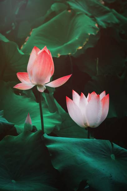 istock Lotus blooming in summer pond 1273408110