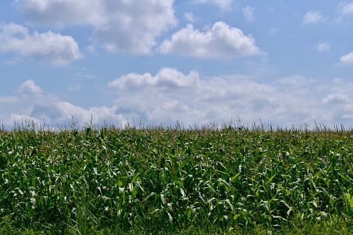 View from the side of the green corn sprouts with inflorescences in the field and blue sky with white clouds. Two strips of earth and atmosphere.