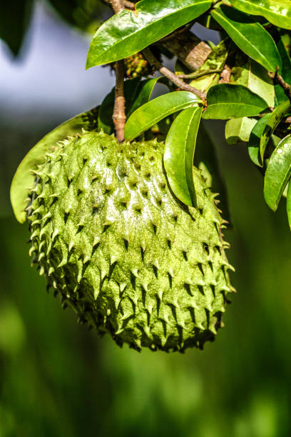 Tropical fruits - ripe soursop or guanabana growing on tree Tropical fruits - ripe soursop or guanabana growing on a tree annona muricata stock pictures, royalty-free photos & images