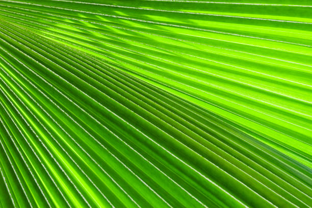 istock Closeup of a Palm leaf 1273414557