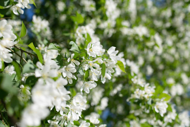 istock Branch of a blossoming apple tree 1273416103