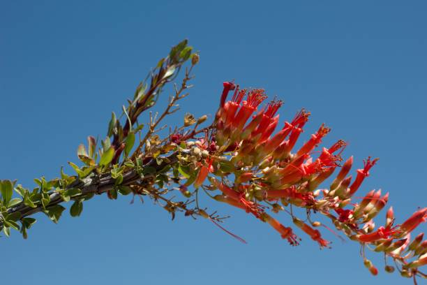 istock FOUQUIERIA SPLENDENS BLOOM - JOSHUA TREE NP - 052420 B 1273416127