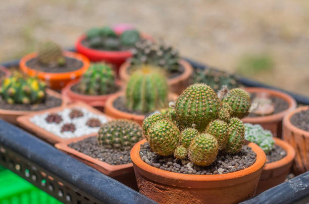 istock Beautiful small cactus tree in clay pots. 1273417349