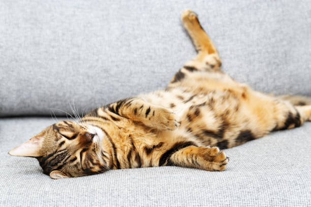 istock Beautiful short-haired young cat sleeping belly up, bengal cat pet lying on his back. 1273418523