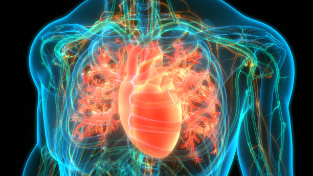 анатомия сердца кровеносной системы человека - pulse trace human cardiovascular system heart shape heart disease стоковые фото и изображения