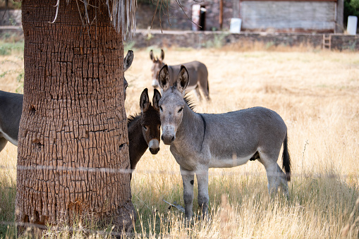 Closeup of a mule or donkey is the offspring of a male donkey and female horse. A mule animal walking on the ground and looking at the camera.