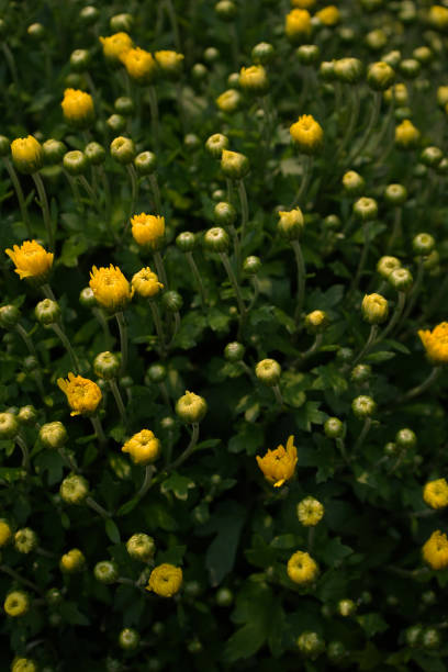 istock Little yellow flowers 1273425456