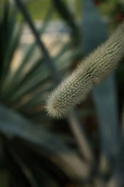 A tiny long cactus in macro