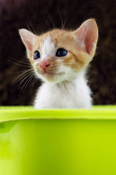 istock Little Kitten in green bucket. 1273426436