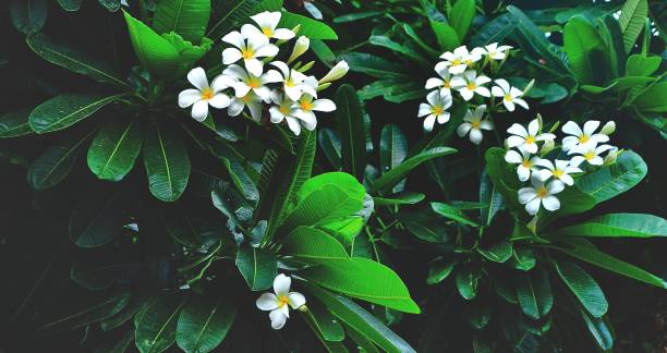 istock Plumeria obtusa flower 1273426531