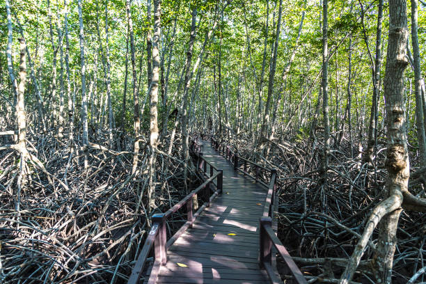 istock Mangrove forest in Thailand 1273428409