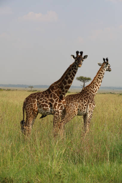 istock Giraffes in Masai Mara National Reserve 1273428576