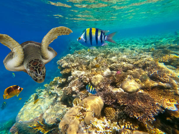 istock Underwater Colorful Tropical Fishes. 1273428681