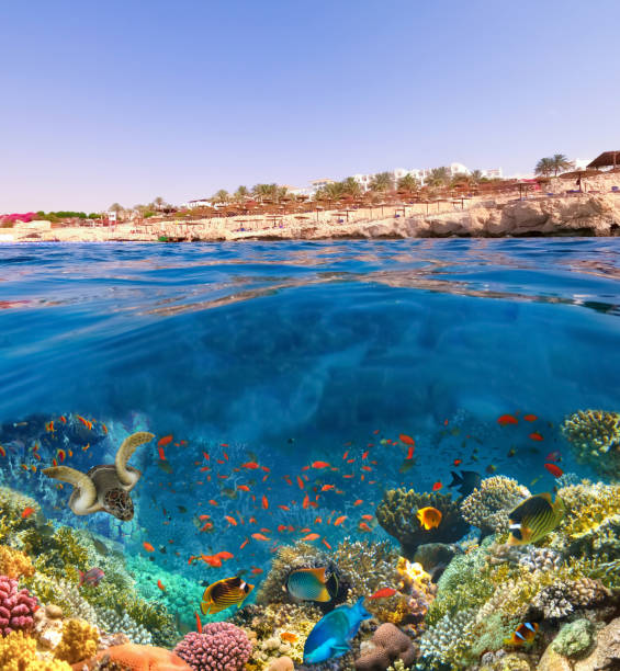 istock Underwater Colorful Tropical Fishes. 1273428683