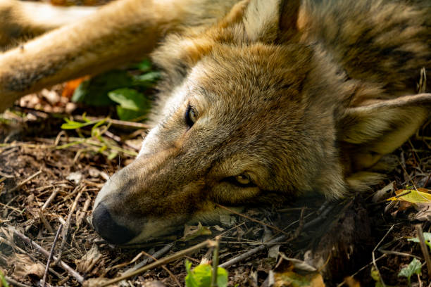 istock Young Grey wolf falling asleep in the autumn sun 1273429603