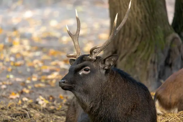 Photo of The sika deer (Cervus nippon) also known as  the Japanese deer.