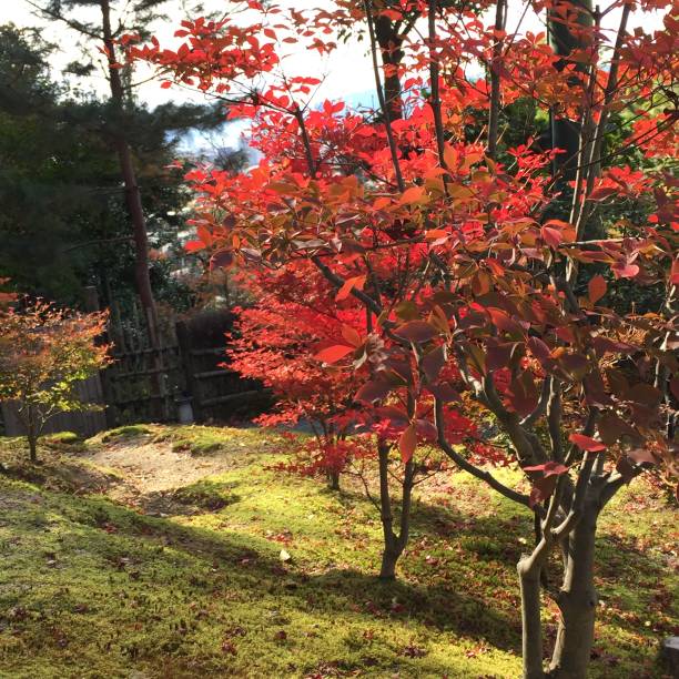 istock Enjoying autumn colors in Kyoto 1273429653