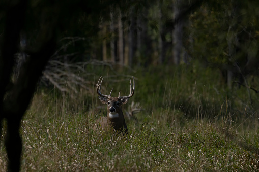 Natural scene from conservation area