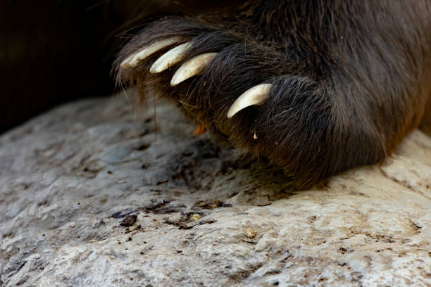 istock Close-up of a bear paw with claws 1273429682