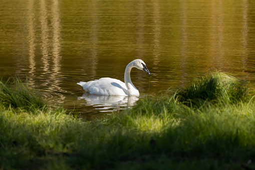 A swan swimming in a pond