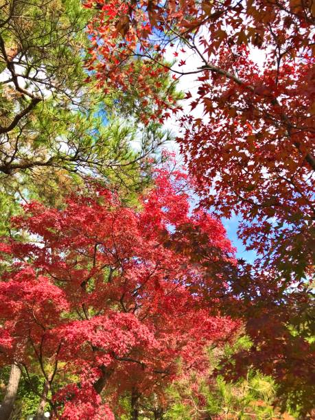istock Enjoying autumn colors in Kyoto 1273430221