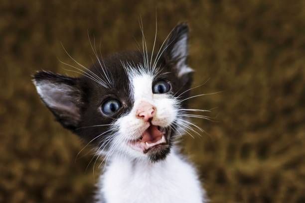 istock Black and white kitten showing teeth and tongue - Cat face expression. 1273431379