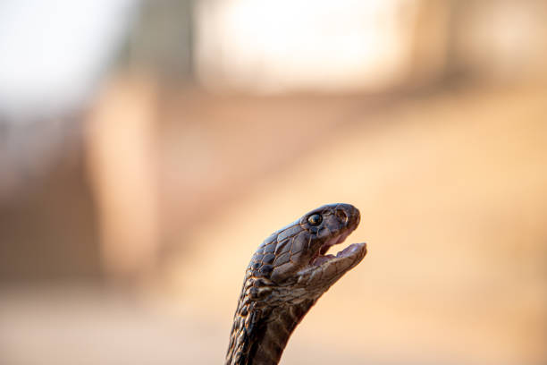 индийская кобра - cobra front view snake cape cobra стоковые фото и изображения