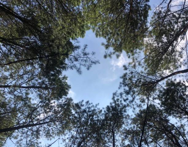 istock Pattern of pine tress in the forest 1273433387