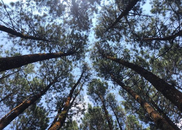 istock Pattern of Pine trees in the sunny day 1273433539
