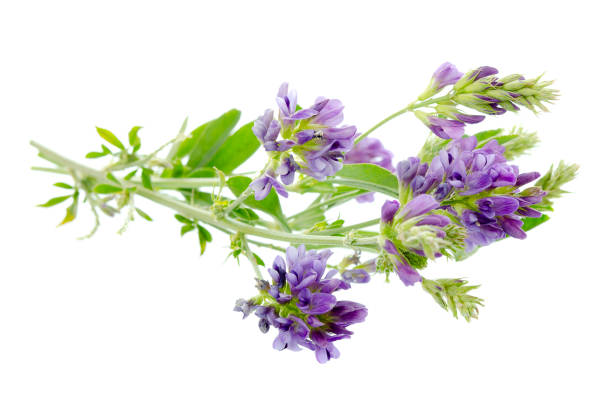 pianta di erba medica (medicago sativa) isolata su sfondo bianco. ceppi di erba medica su sfondo bianco, primo piano. erba medica isolata su sfondo bianco. medicago sativa. - alfalfa foto e immagini stock