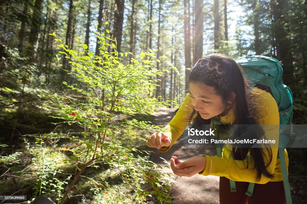 Young Woman with Backpack Picking Wild Huckleberries While Hiking Multi-ethnic woman tasting fresh, wild berries along a hiking trail in Whistler, British Columbia, Canada Foraging Stock Photo