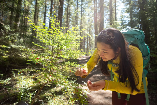 Young Woman with Backpack Picking Wild Huckleberries While Hiking Multi-ethnic woman tasting fresh, wild berries along a hiking trail in Whistler, British Columbia, Canada huckleberry stock pictures, royalty-free photos & images