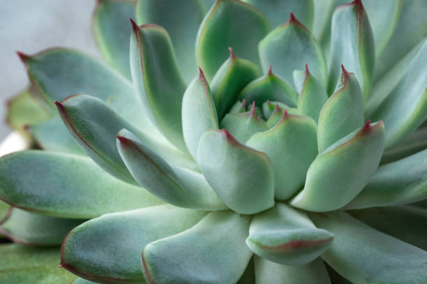 istock Natural background. Close up green echeveria succulent 1273439576