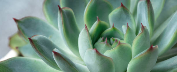 istock Natural background. Close up green echeveria succulent 1273439615