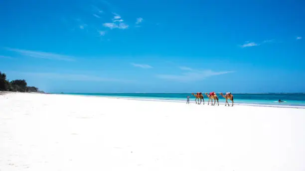 camel ride wandering around without customers in Mombasa, Kenya as Covid-19 continues to grip Africa.