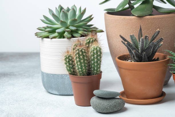 istock Various succulents in different pots on stone table indoor. Plant transplantation. Concept of indoor garden home 1273439700